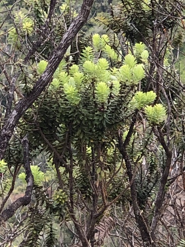 Leptecophylla tameiameiae observed 2025-07-16