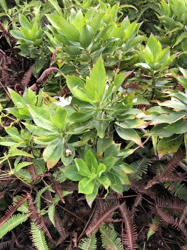Scaevola chamissoniana observed 2025-07-16