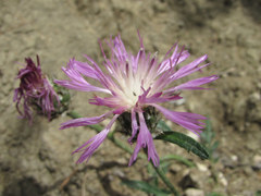 Psephellus boissieri