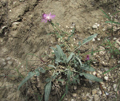 Psephellus boissieri