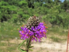 Dalea compacta
