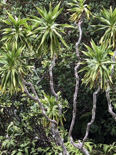 Dracaena fernaldii observed 2025-07-16