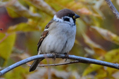 Passer montanus