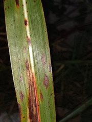 Puccinia graminis