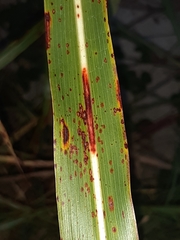 Puccinia graminis