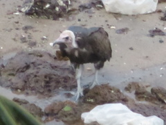 Necrosyrtes monachus