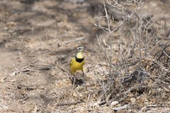 Tmetothylacus tenellus