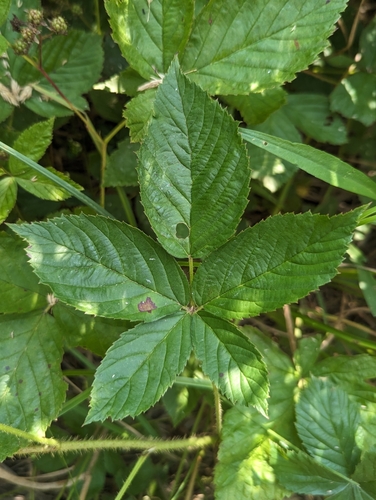 Grout's Bristleberry (Rubus groutianus)