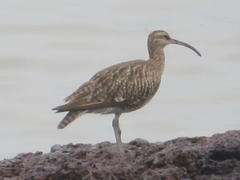 Numenius phaeopus
