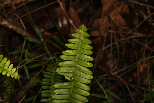 Nephrolepis cordifolia