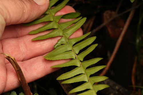 Nephrolepis cordifolia