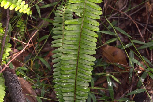 Nephrolepis cordifolia