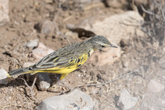 Tmetothylacus tenellus