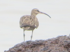 Numenius phaeopus