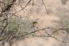 Tmetothylacus tenellus