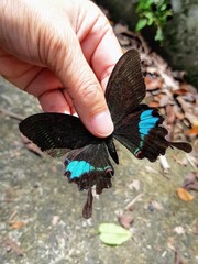 Papilio hermosanus