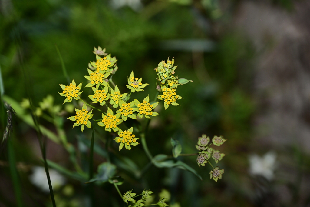 Bupleurum smithii