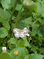 Abraximorpha davidii