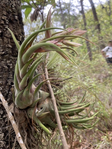 Tillandsia seleriana, photograph 3