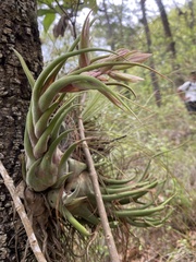 (c) fern Wildtruth, some rights reserved (CC BY) Tillandsia seleriana, photograph (c) fern Wildtruth, some rights reserved (CC BY)