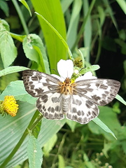 Abraximorpha davidii