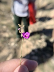 Boerhavia linearifolia