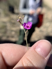 Boerhavia linearifolia