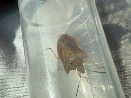 Lelia decempunctata
