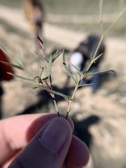 Boerhavia linearifolia