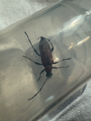 Stictoleptura dichroa