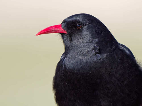 Red-billed Chough