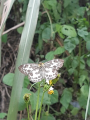 Abraximorpha davidii