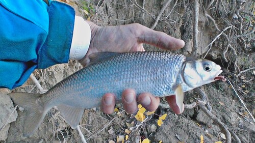 Black Sea roach (Rutilus frisii) — Cyprinidae