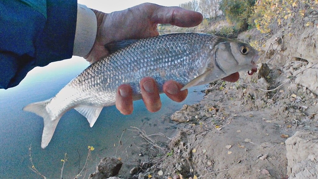 Black Sea roach (Rutilus frisii) — Cyprinidae