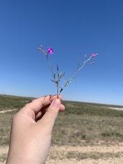 Boerhavia linearifolia