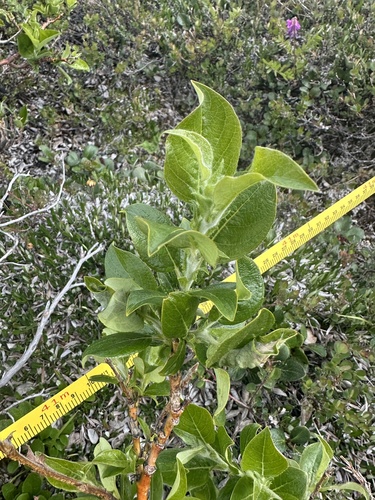 Richardson's willow (Salix richardsonii)