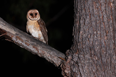 Australian Masked Owl photo 4