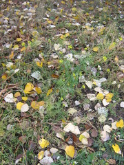 Sisymbrium loeselii