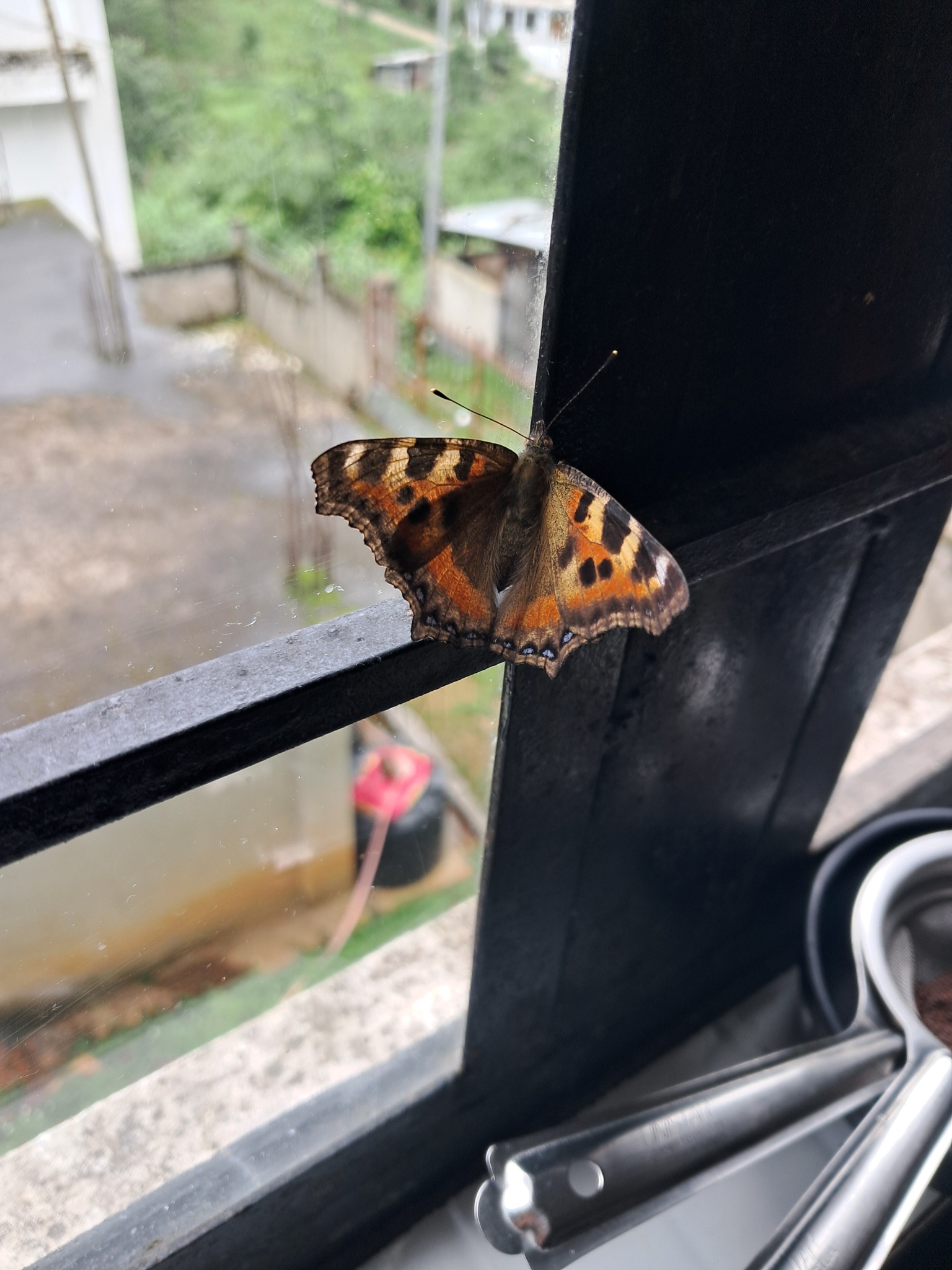 Indian Tortoiseshell