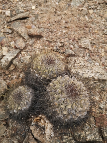 Copiapoa grandiflora