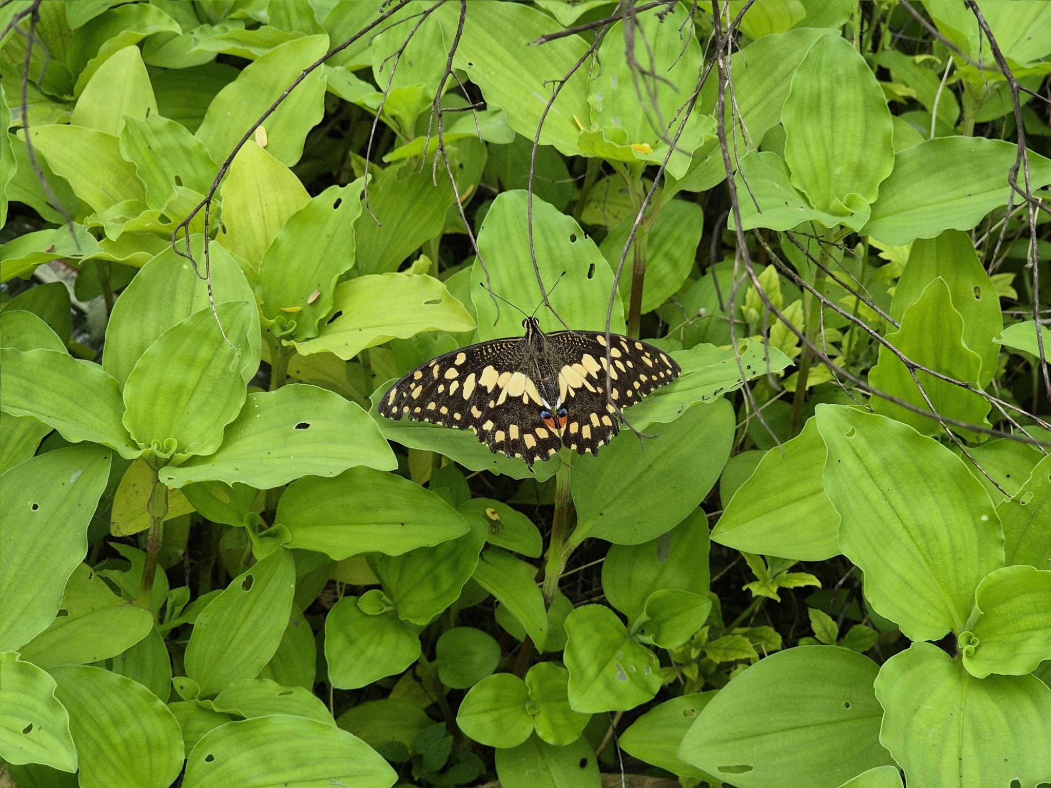 Lime Swallowtail