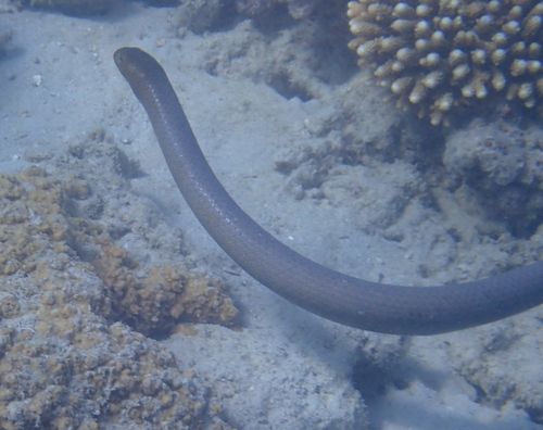Olive Sea Snake
