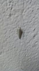 Lepidoptera