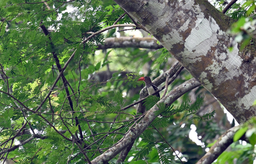 iNaturalist image