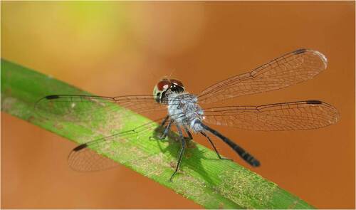 Brachygonia puella