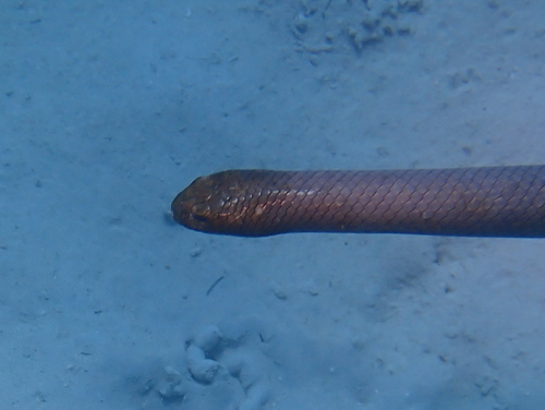 Olive Sea Snake