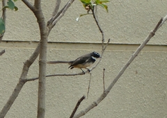 Rhipidura albogularis