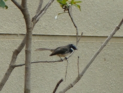 Rhipidura albogularis