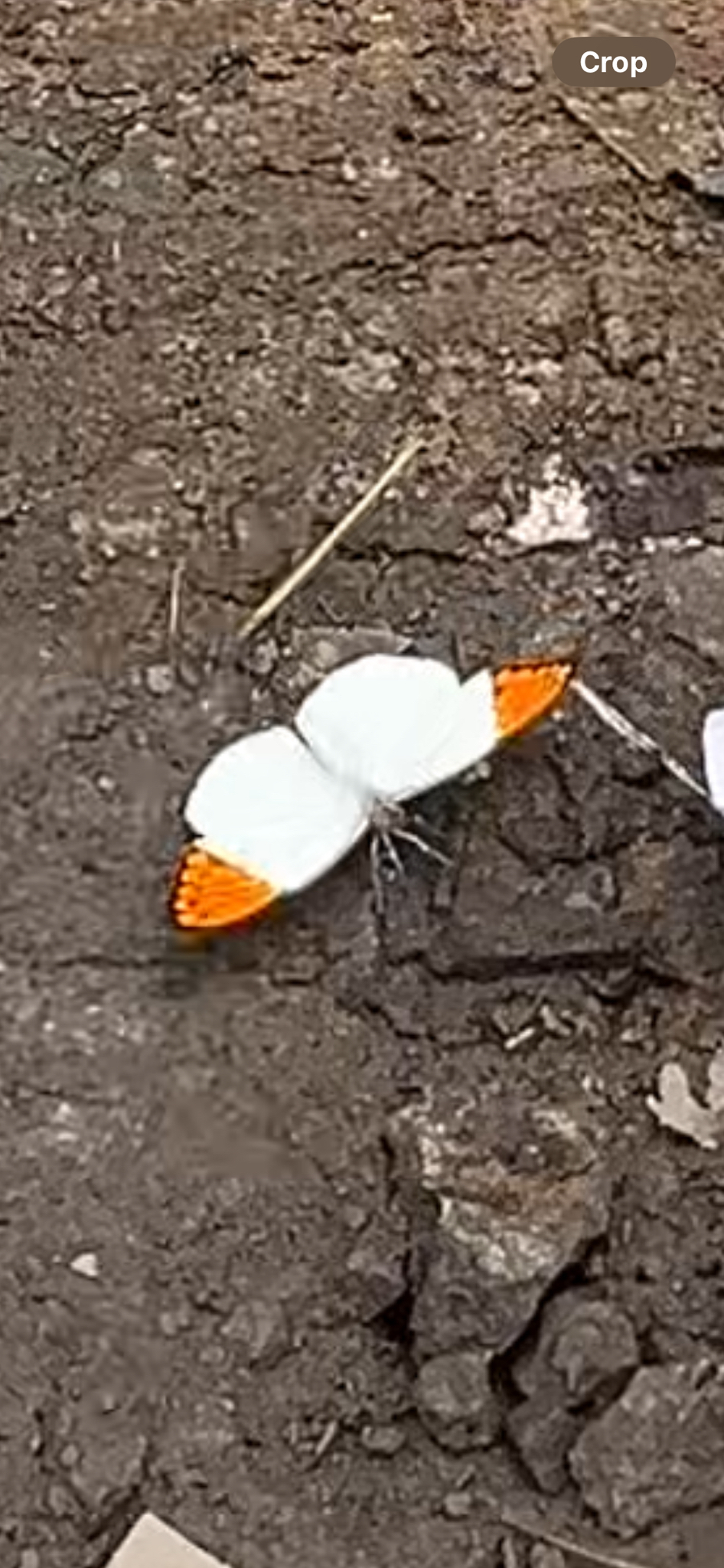 Great Orange-Tip