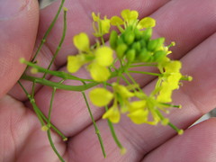 Sisymbrium loeselii